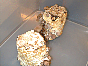 Culturing of Shitake mushroom by compost DSC00027.JPG